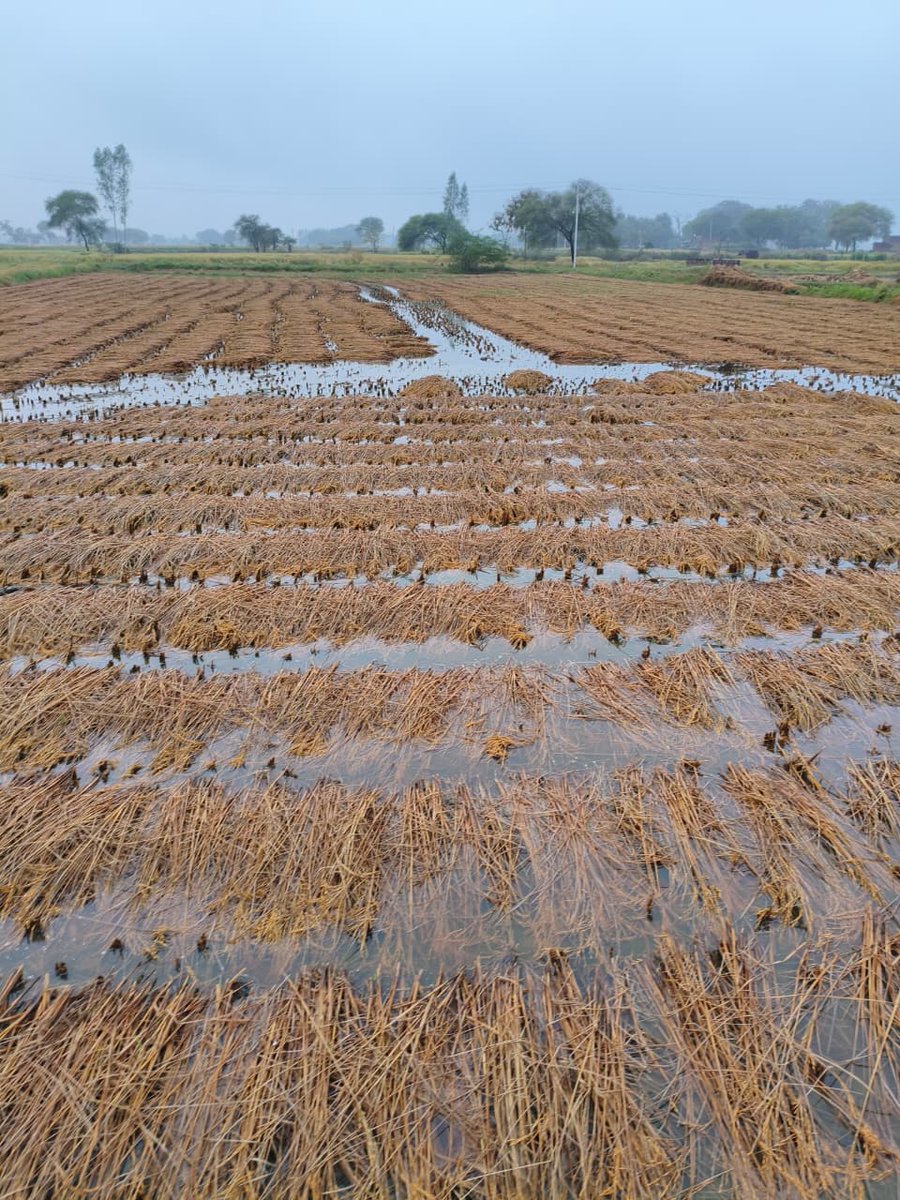 PatelDuple's tweet photo. चित्रकूट जिले में  बेमौसम बरसात की वजह से 90% धान की फसल हुई बर्बाद किसने की फसलों का मुआयना करके उचित मुआवजा दिया जाए 

डुप्ले किसान चित्रकूट https://t.co/0YkVXCtLBs