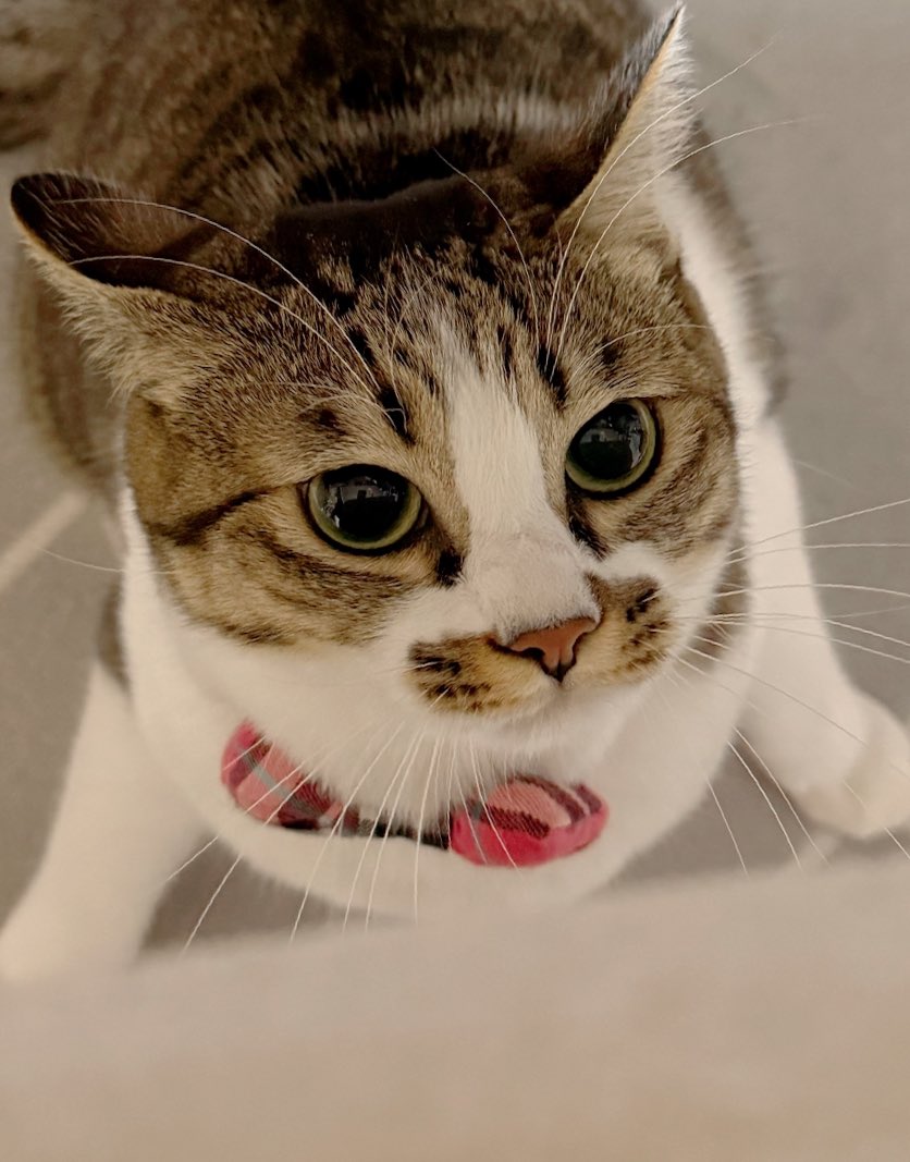 つくきな❤︎ココテテ🐈‍⬛⸒⸒⸒⸒🐾 (@tsukukina971) / Posts / X