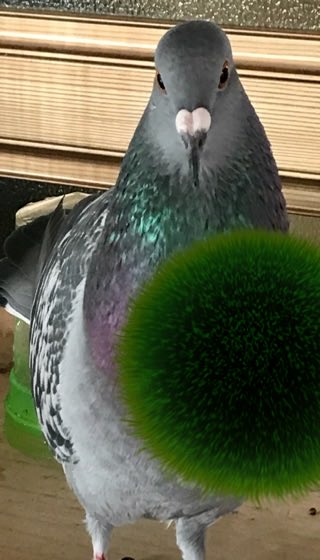 びーまり（生後 2165 日） #marimoapp download-&gt; bit.ly/marimoapp  bit.ly/marimoapp