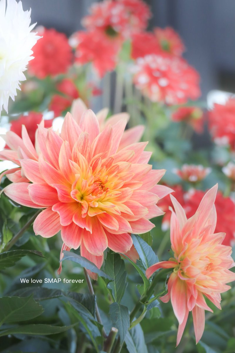 ふぁいんぴーす⭐️🧡 (@38A00sAyDC96207) / Posts / X