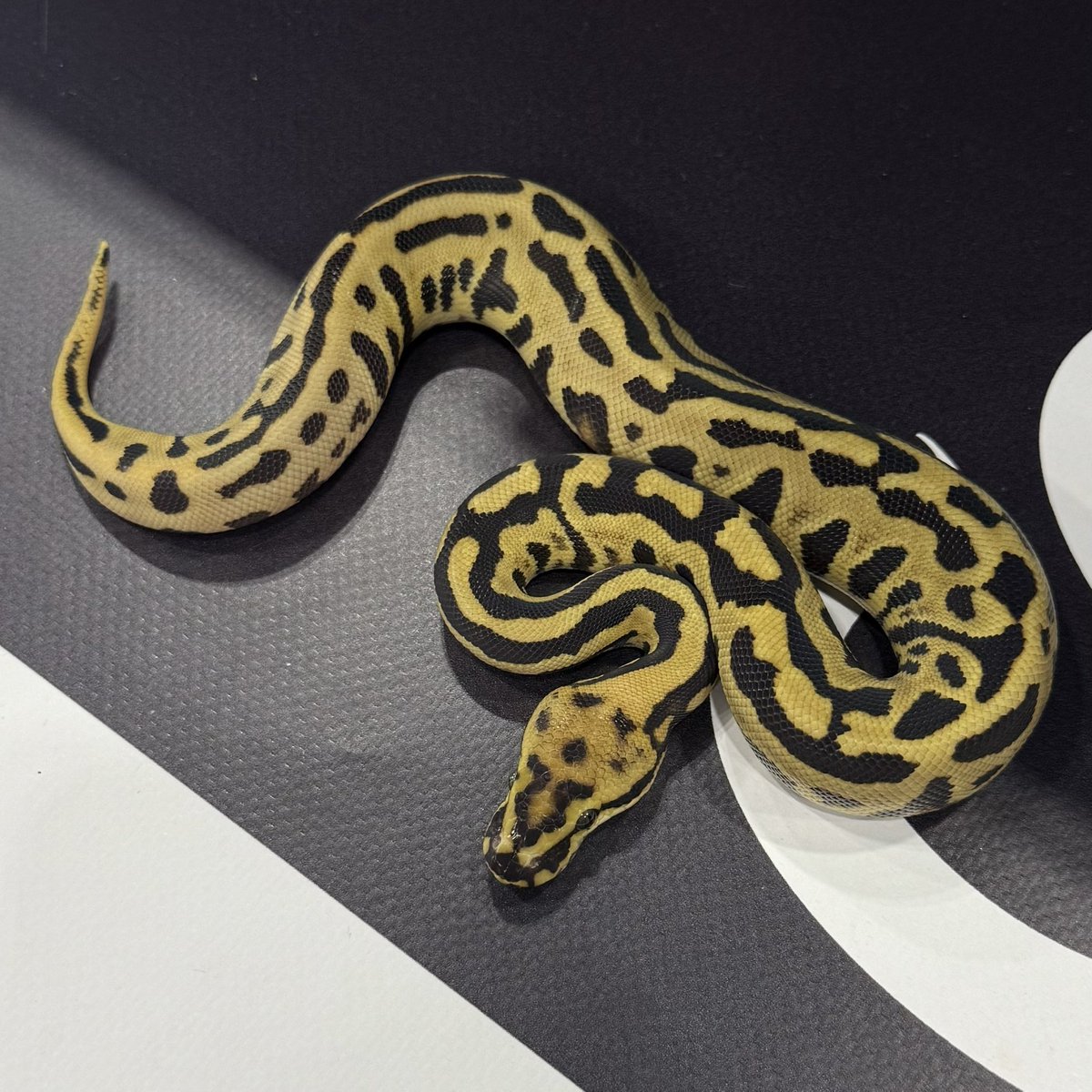 Side-B Collection (@SideBCollection) / Posts / X