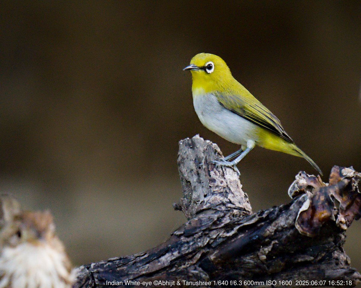 DHFloraFauna's tweet photo. The Indian White-eye is a vibrant beauty fluttering through treetops! 

#IndianWhiteEye #BirdWatching 
#NatureLovers #Wildlife #BirdPhotography 
#Ornithology #NaturePhotography 
#BirdsOfIndia #WildlifeLovers https://t.co/fmbCtnYuGC