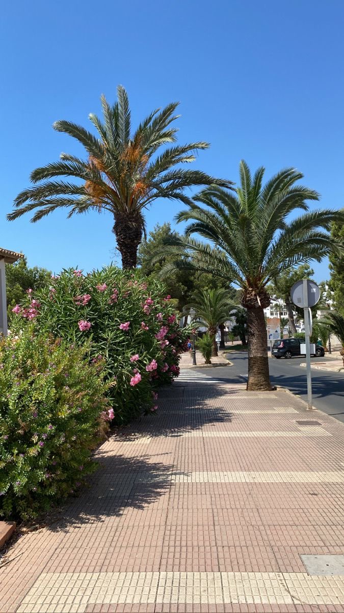 في هذا الصباح
جلستُ أراقب مرور الحياة،
وضحكة حبات الندى على
خدّ الزهور،
لمعة الضوء على سعف الصباح
قررت أن أرافقهم إلى مكتبة متمدّنة
وآخذ معهم لقطة سيلفي،
تحت سور الكلمات.
#صباح_الخير_والسعادة