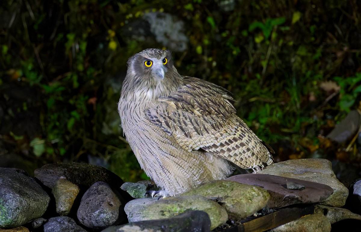 earthbrosjp's tweet photo. 300mm  1/80 f2.8 ISO12800 DxO　DeePPRIME XD/XD2s　撮って出し　　トリミング　露光調整 https://t.co/6iVmFzLnr9