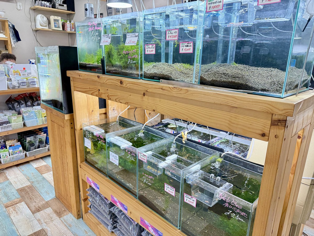 雅えび (@miyabiebi) / Posts / X