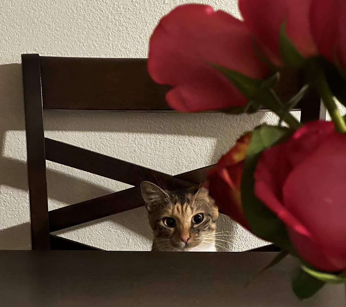 Live for Halloween with the scariest game I know, Halo Ranked 🎃

Twitch.tv/Kuray