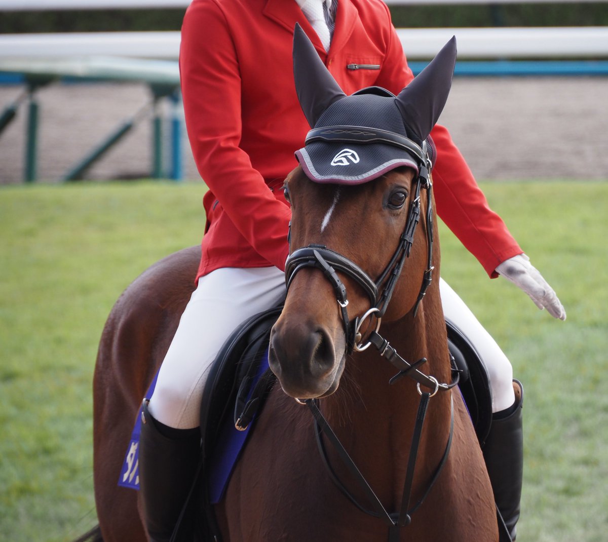 くーにゃん カード検索 ｜ Z/X - Zillions of enemy X - ゼクス公式サイト