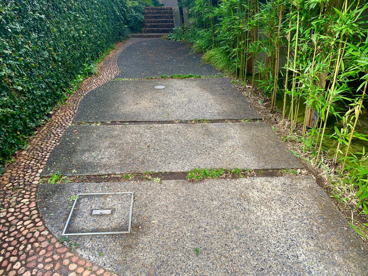 neuraloverlap's tweet image. 雨上がりの朝、二時間半かけて前庭の剪定と清掃完了！
まだ主庭と後庭の対応が残っているが連休中に片付けておきたい。
若い頃はガーデニングを趣味として左右にプミラと竹林の壁♪と夢を膨らませて楽しんでいたけど、今になるとただ大変なだけー💦
庭の少ないお家がおすすめ🏠🌲