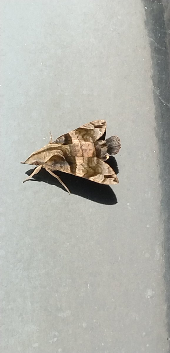 COMACHAN (@zwBSdV6ipKlhzR6) / Posts / X