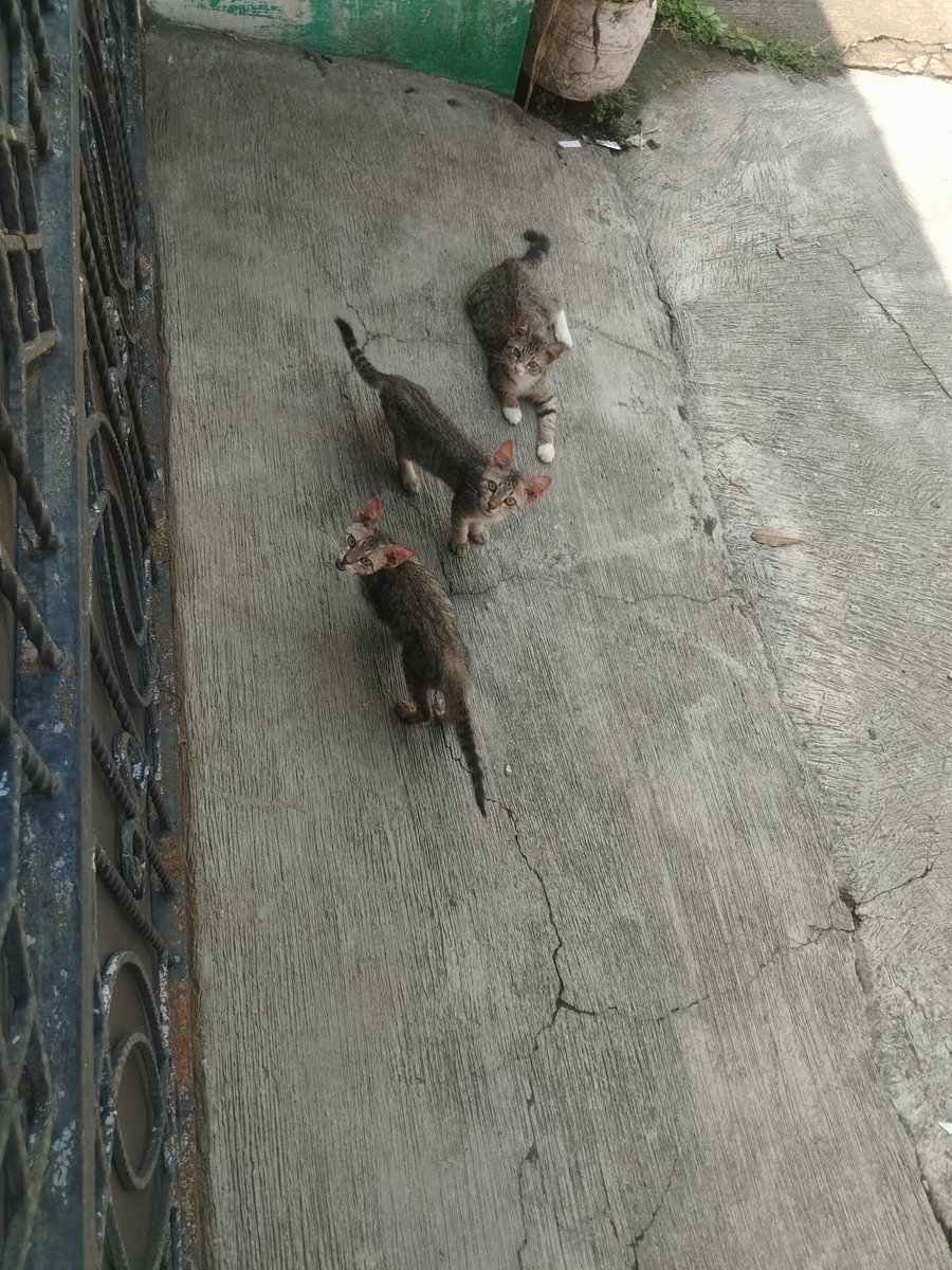 adlnangs's tweet image. di jegat kieuuu