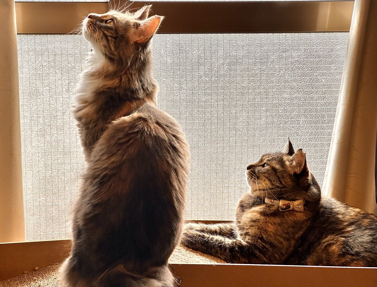 今日もにゃんこ達は可愛い！！