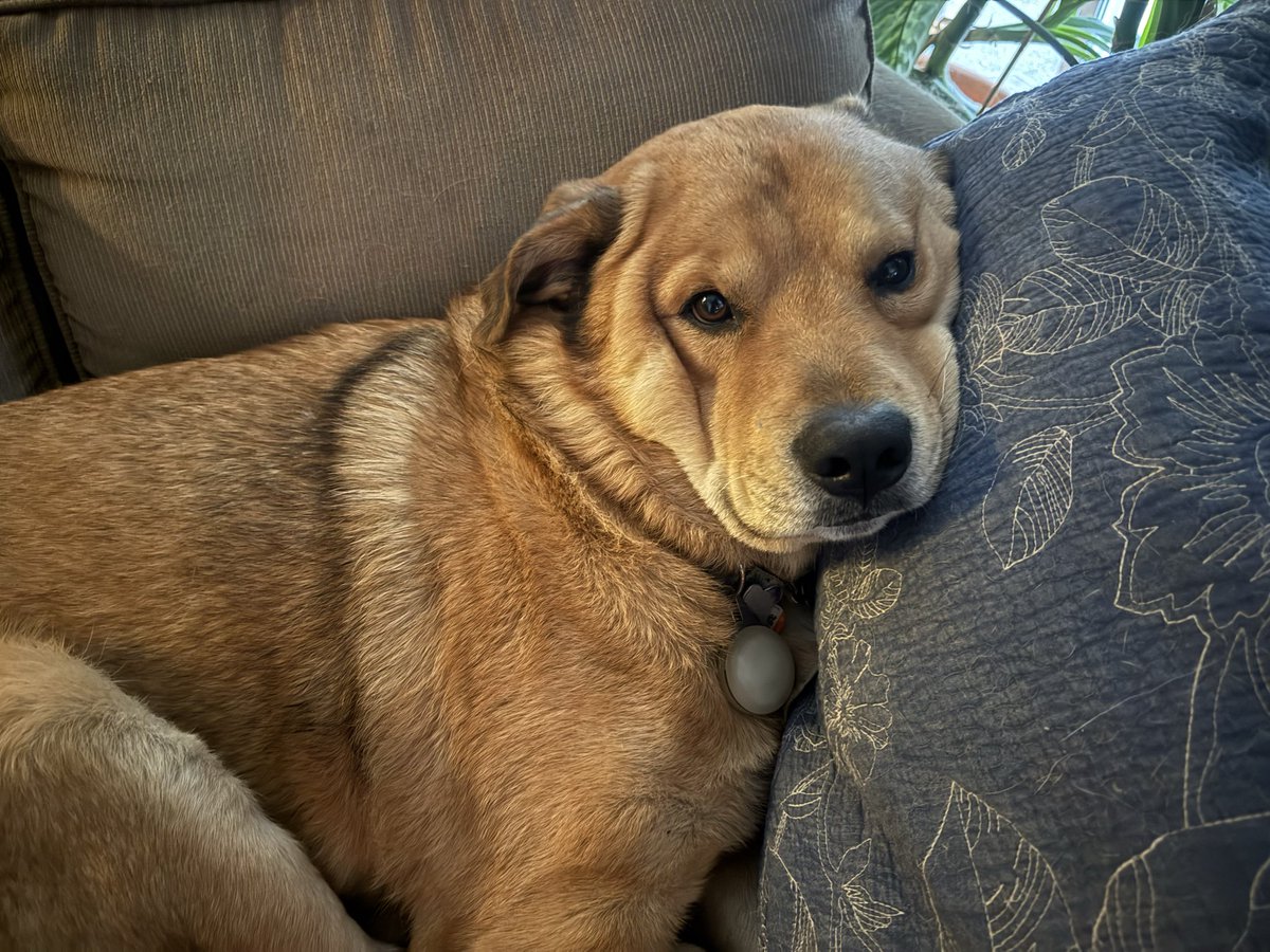 PixeldemonH's tweet photo. @DromasGamerHD I wish because I would spend all it on my dog https://t.co/abQyOzaVi2