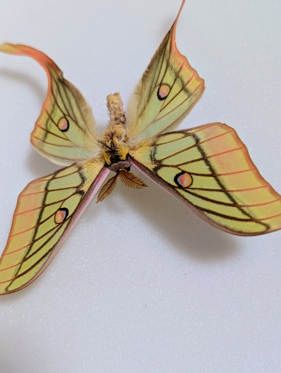 イモムシ様 目玉模様のイモムシ 沖縄の蛾 シタベニセスジスズメ(幼虫