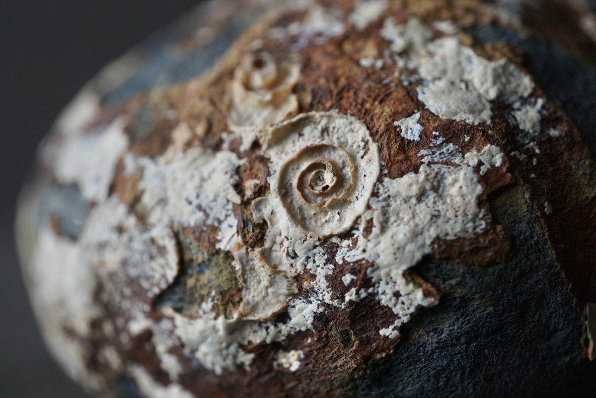 コレクター必見！！！正体不明  肉のような水石 叙景 jokei 鉱物 / 風景石 / 化石 /水石 on X