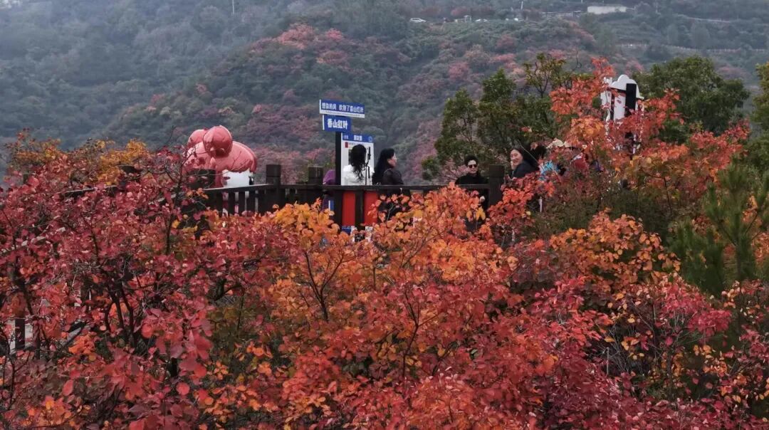 Thisisweinan's tweet photo. 🍂 Autumn deepens, frost kisses the leaves, and Hancheng turns into poetry itself.
When the wind chills and fallen leaves line the stone steps—can you hear the call? 🍁
This autumn, find warmth and stories in timeless Hancheng. 💛
#Hancheng #AutumnInChina #TravelAsia https://t.co/9Lxt7DJaL0