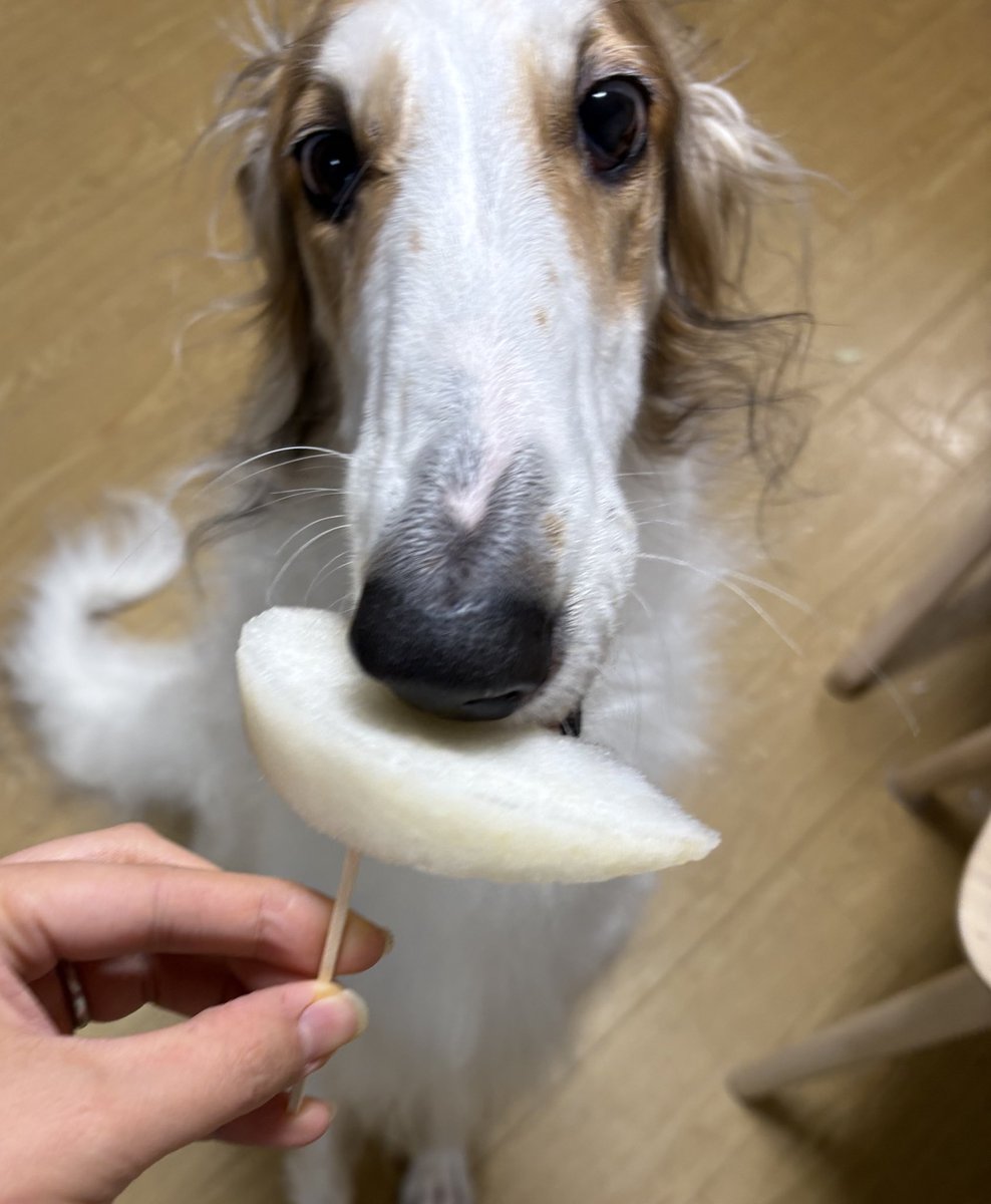 めちゃくちゃ大きい梨をいただいたのだけれど、リーネと撮ると普通サイズに見えるー残念ꉂꉂ(๑˃▿︎˂๑)ｧ,､'`