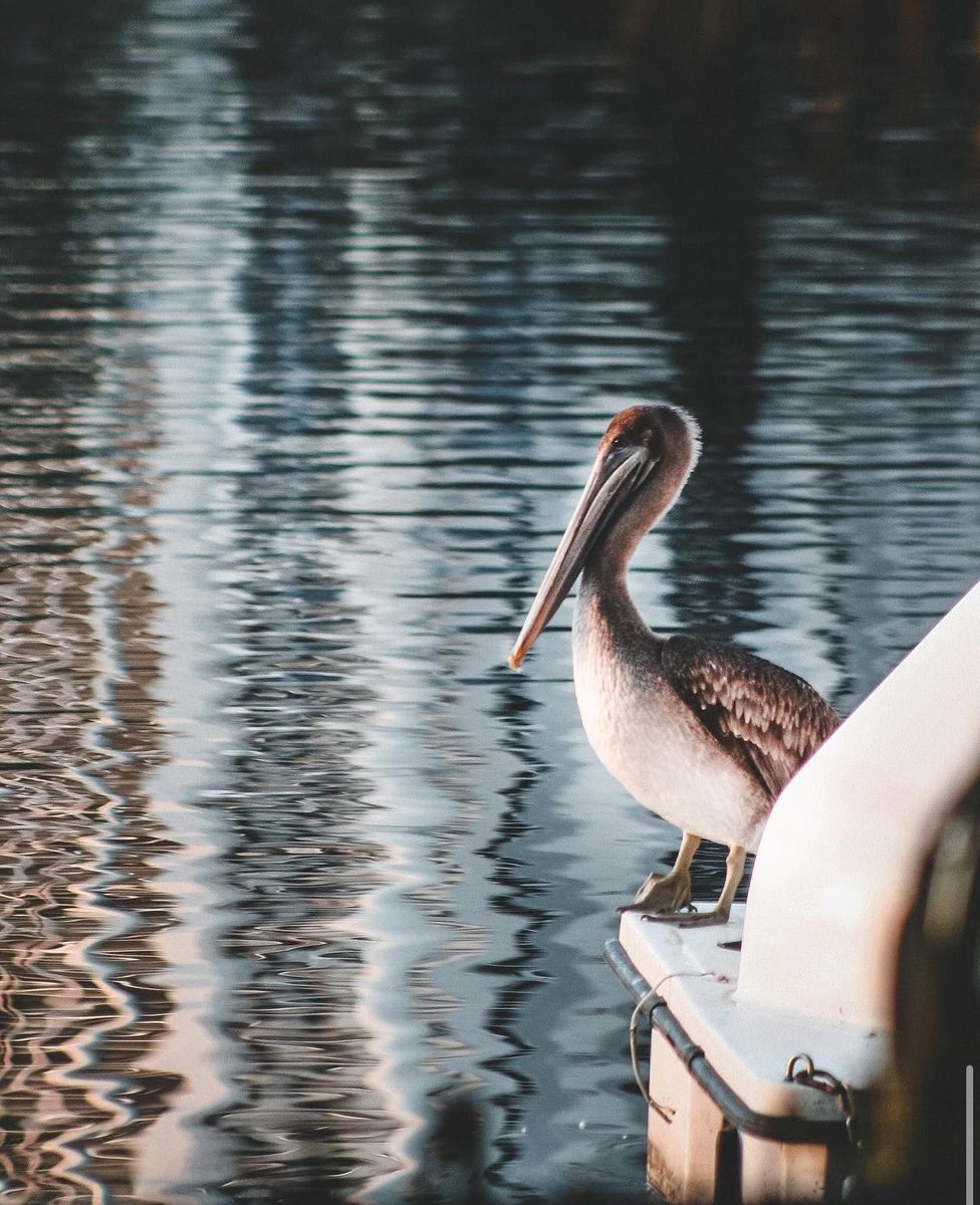 𝒸𝑜𝑜𝓅 tweet media