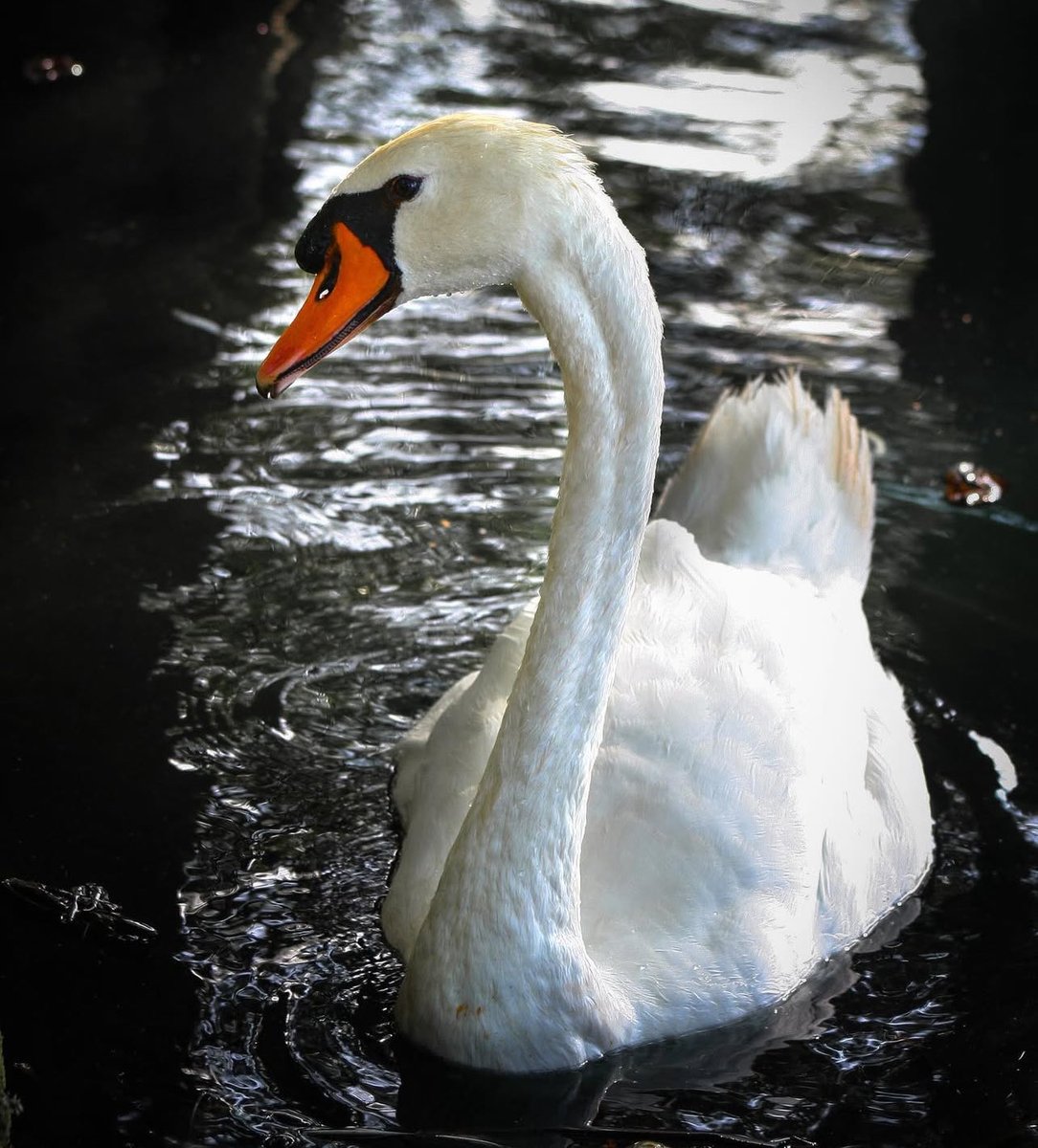 𝒸𝑜𝑜𝓅 tweet media