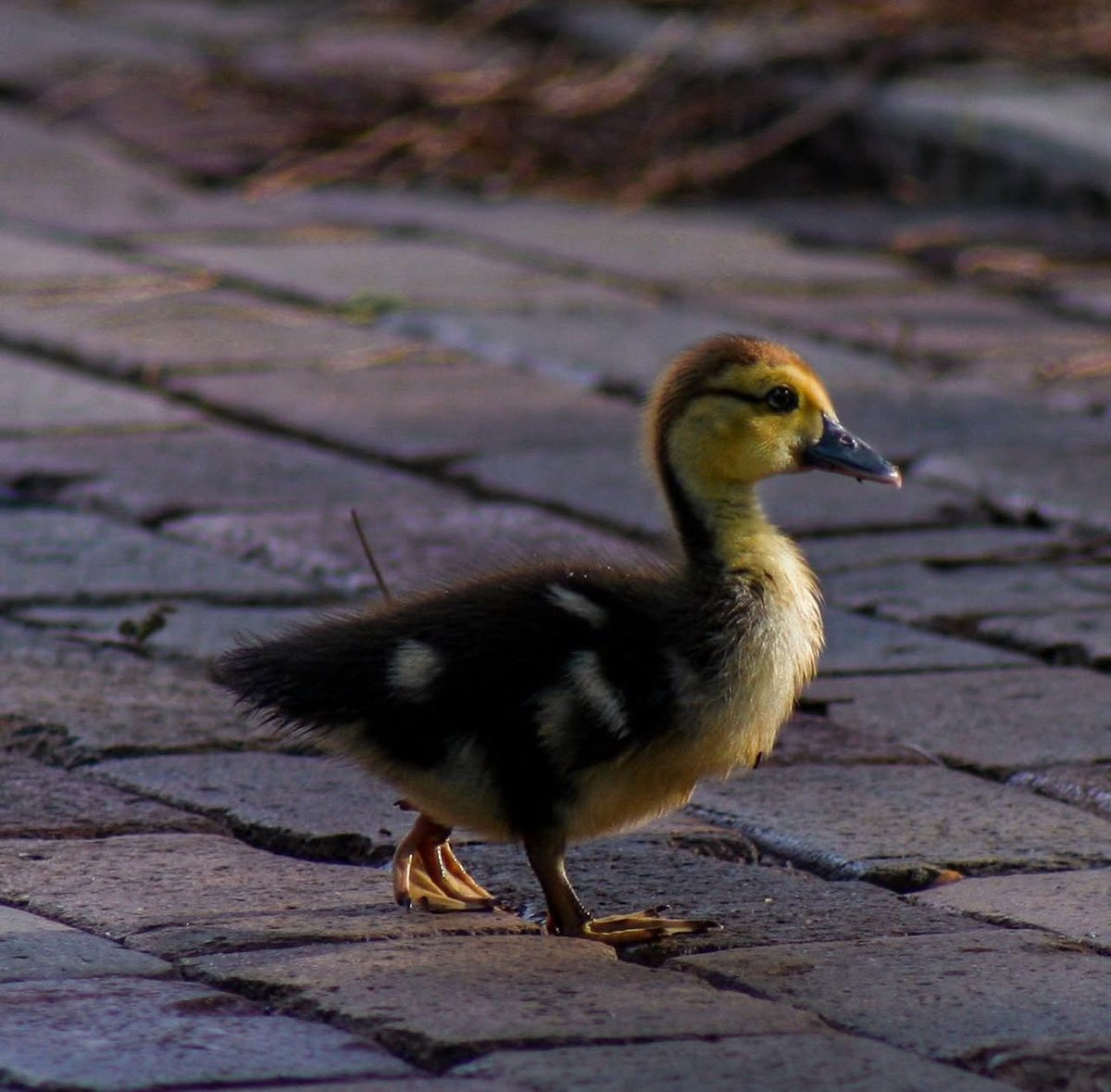 𝒸𝑜𝑜𝓅 tweet media