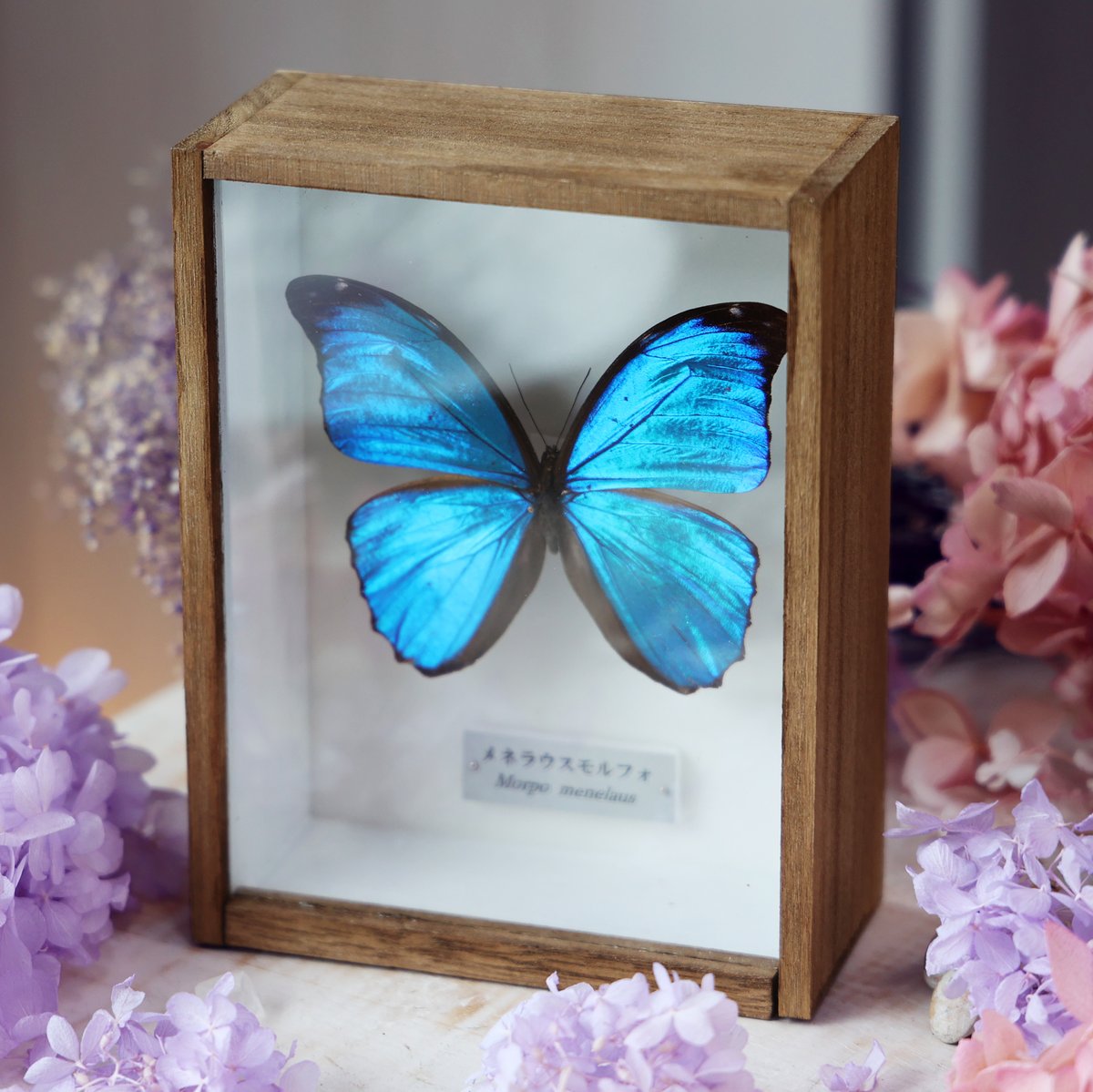 Morpho menelaus 標本 青色 カキカモルフォ♂ 標本 青美麗 126mm白紋