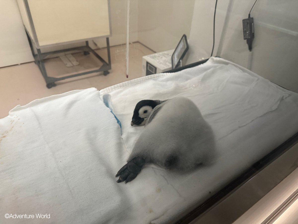 アドベンチャーワールド 公式 on X