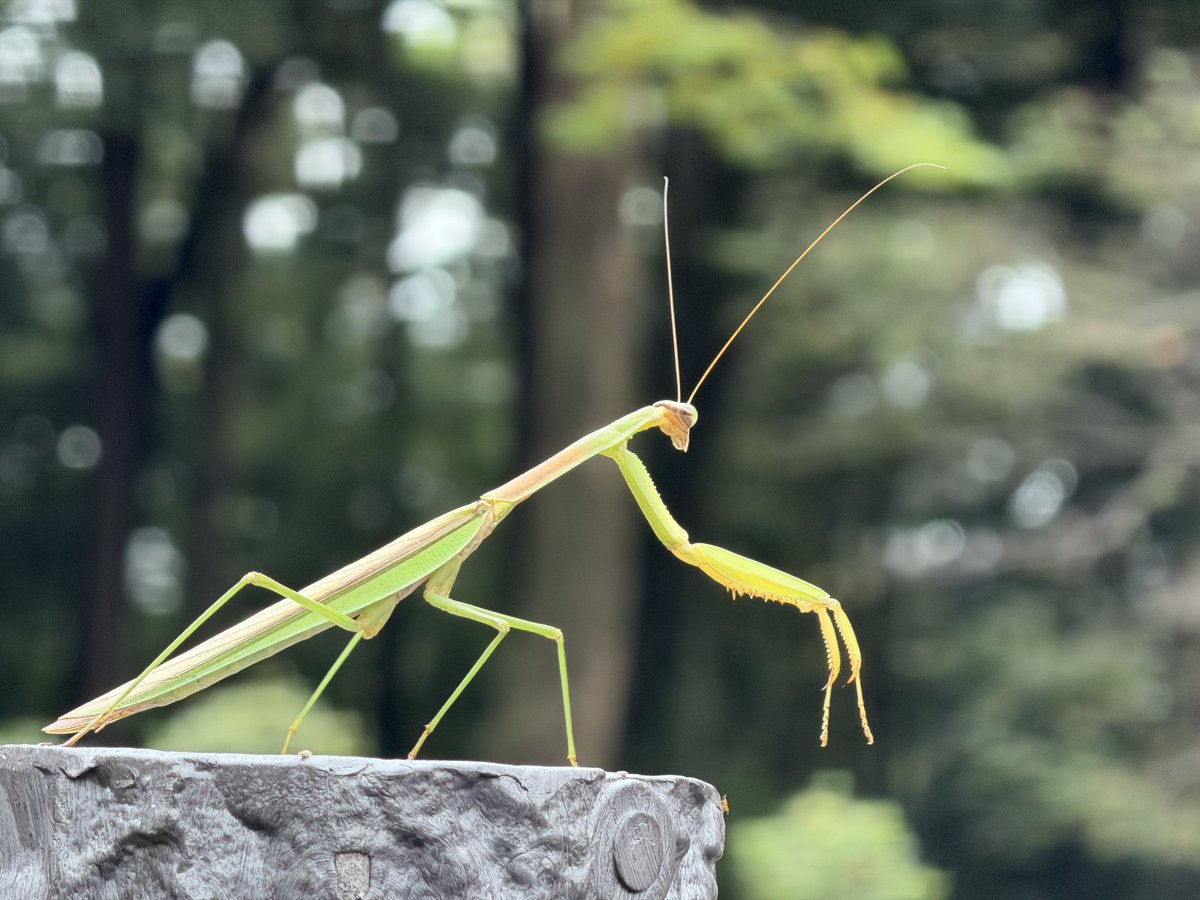 🐜アリかわいがり隊🐜 tweet media