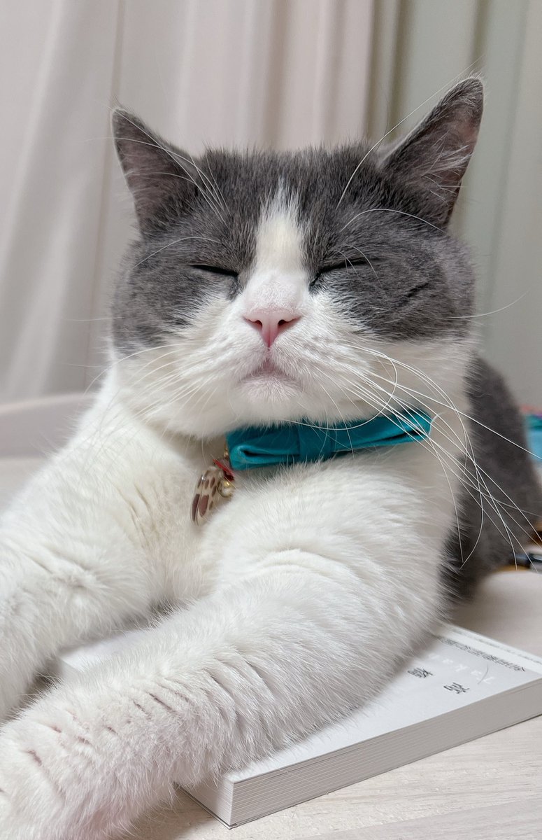 このお顔見てるだけで眠くなる🥱🫧