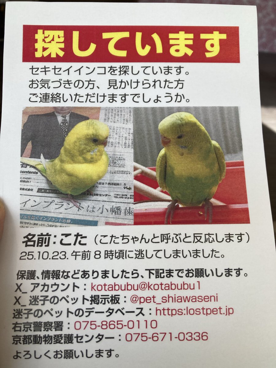 24時間以内に売れなければ300縁 title「お目覚めニャンコ」 24時間以内