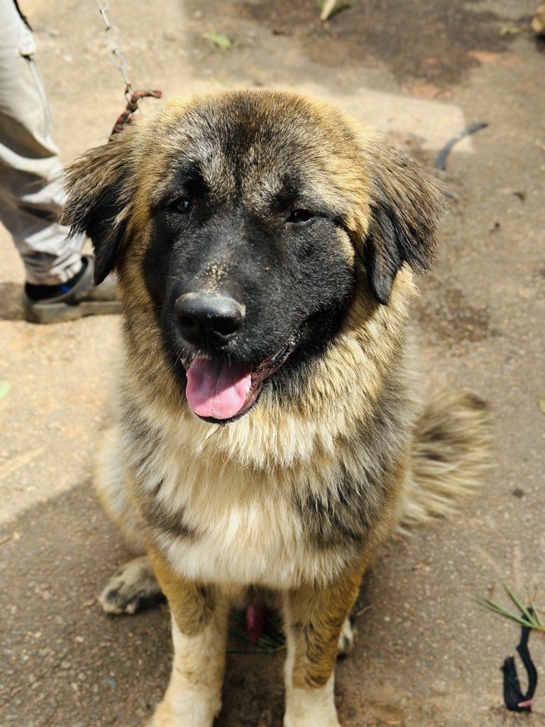 Dogs Care Uganda tweet media