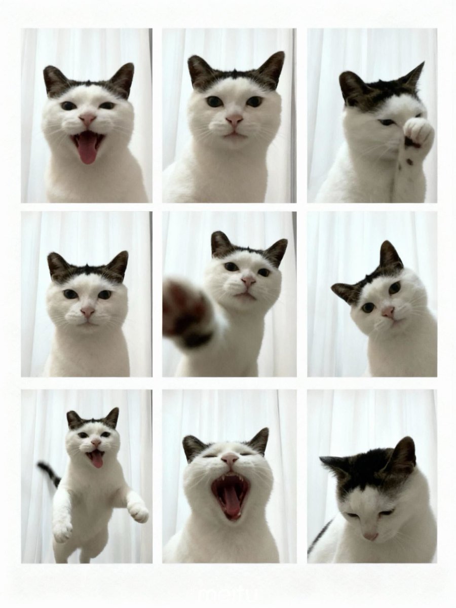 내 이름은 앞모리
보광동 스트릿출신이다
엄마빠 찾으려고 증명사진 찍어따. 기엽지?
지금은 서울사는 인간 하나가 날 임시보필중/ᐠ｡‸｡ᐟ\