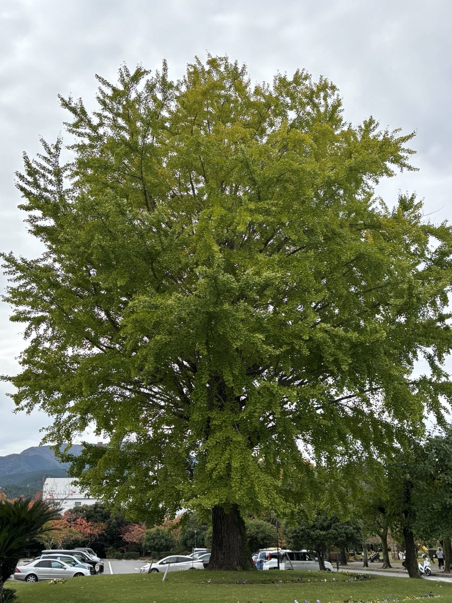 烏山バラ デスデモーナ裸苗 - Desdemona (Auskindling) – David Austin