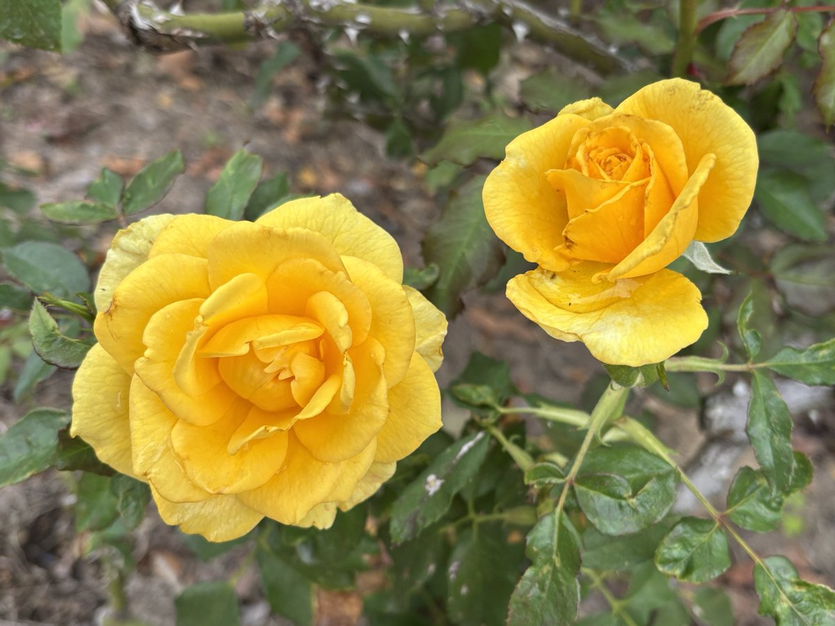 烏山バラ も〜 on X