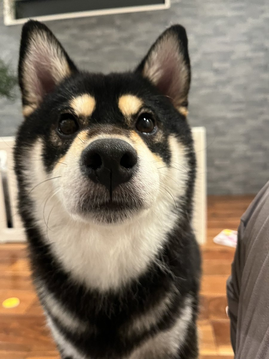 犬の鼻湿り気ヨシ