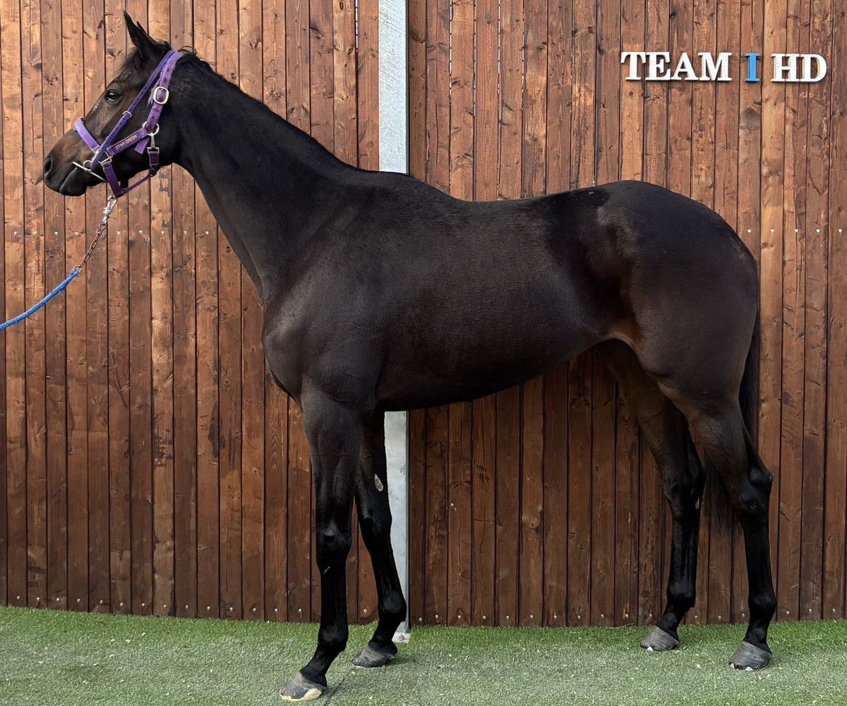 サタデーオークション on X