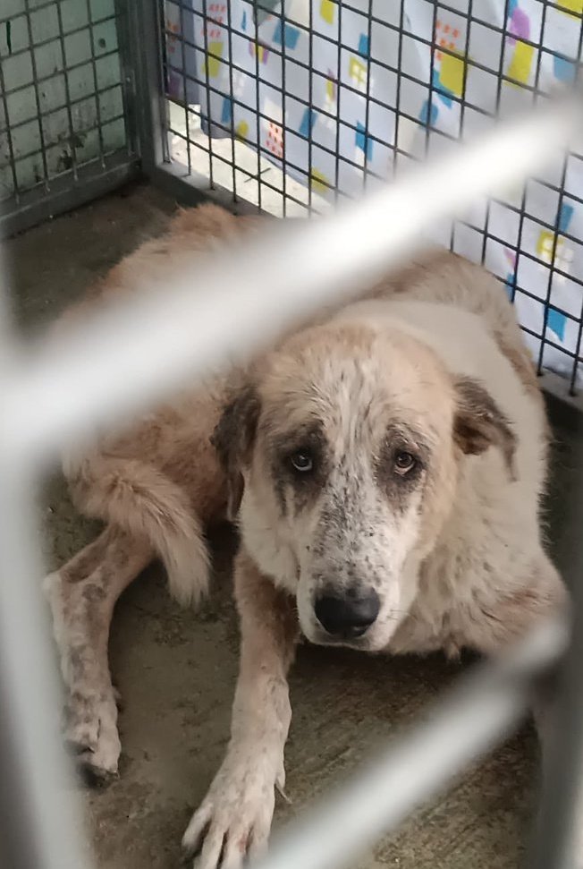 #Catalunya

              Pobre niña💔

Los  primeros años, atada (día y noche)
Los últimos, en una jaula, sin  apenas espacio.

9años, grande,  y una mirada que nos cala el alma💔

En #adopcion  o #acogida indef
☎️Carmen  679 544 224 
Tini 616 633 565