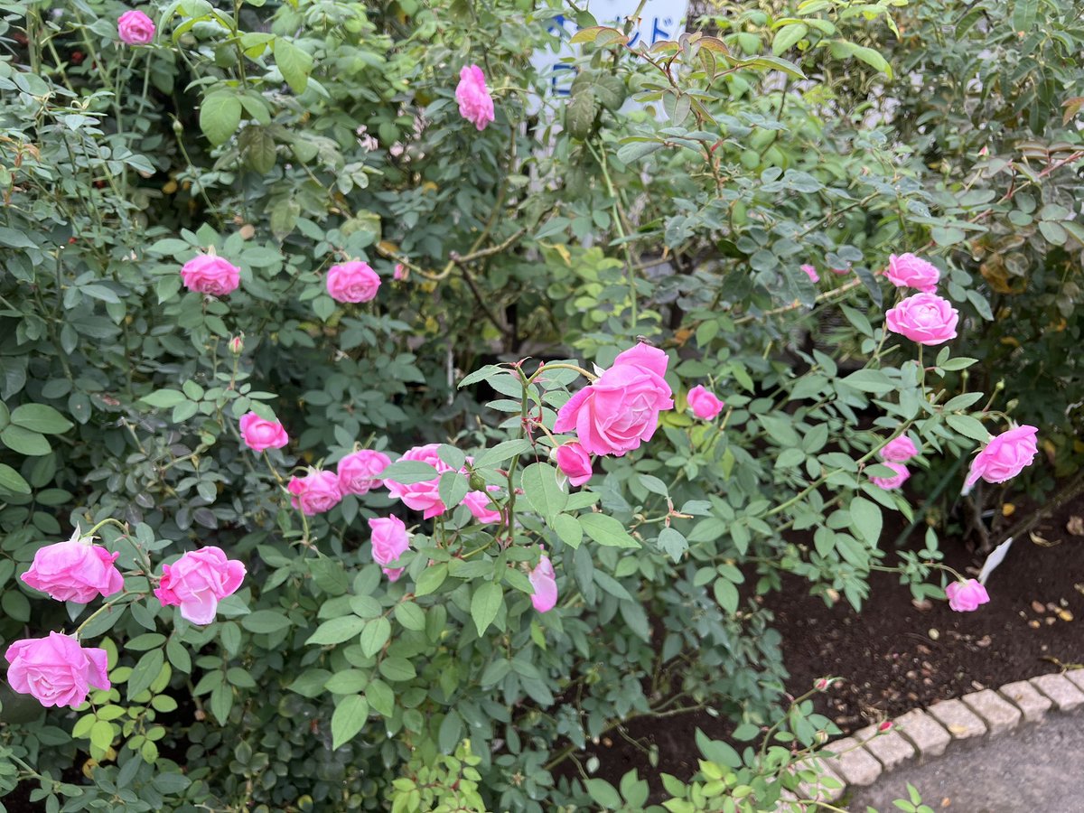 烏山バラ デスデモーナ裸苗 - Desdemona (Auskindling) – David Austin