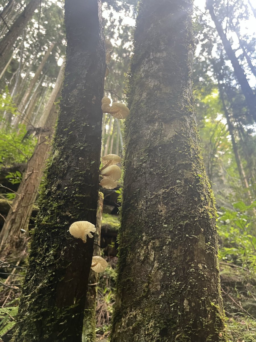 万博スタンプ押しに赤目四十八滝まで来た！

#EXPO2025