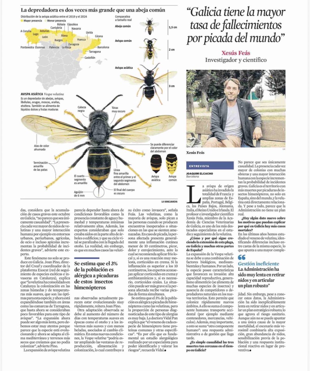 🖥️ Interesante artículo sobre la expansión de la “Avispa asiática” en España.