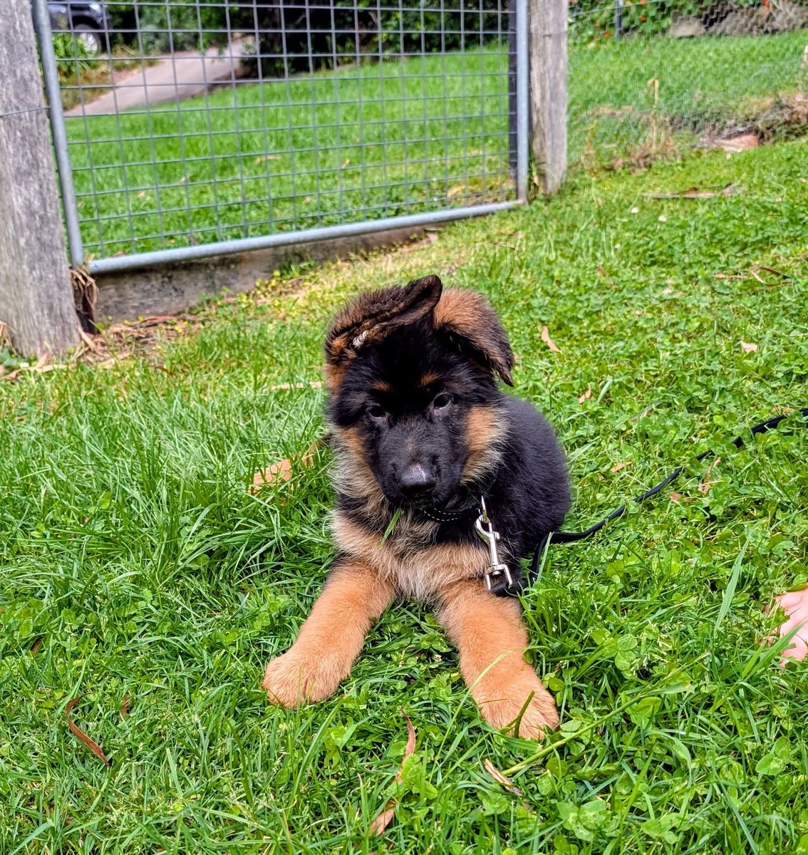 Scott Phillips tweet media