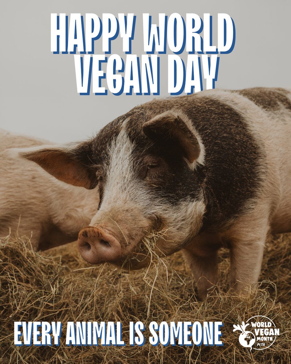 PETAUK's tweet photo. It’s World Vegan Day! A time to celebrate compassion and stand up for animals like Piglet from Amberwood Animals, who was rescued from a life of harm and now lives happy and free. Choose kindness. Go vegan. https://t.co/SeQ7hhXXHq