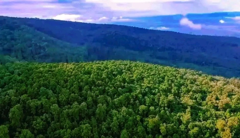 GashamaYohannes's tweet photo. Chilimo National Park
βββ βββ
#Chillimo Forest β a hidden natural gem stretching over thousands of hectares of lush greenery. Known for its rich #biodiversity, cool #climate, and vital role in protecting #water sources and wildlife #habitats.π³
#VisitEthiopia
#WestShewa https://t.co/RRR2pZi0Bz