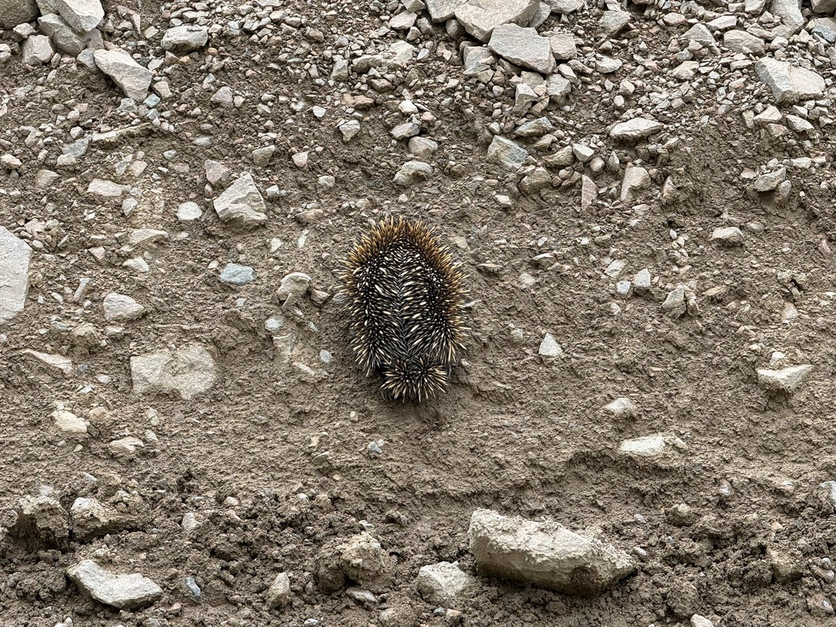angusbarrey's tweet photo. Garden at home, echidna at work 🤷‍♂️
I don't make the rules https://t.co/QVoYYefUra