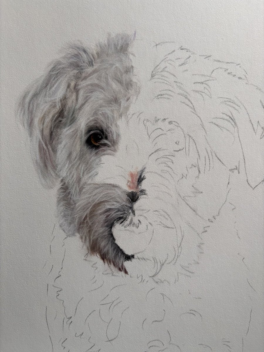 MeganArtUK's tweet photo. Here is the start of a new portrait - this beautiful girl is Bella, a bearded collie cross border collie!
#colliecross #fineart #petportrait #dogs https://t.co/sIb87bwzTc