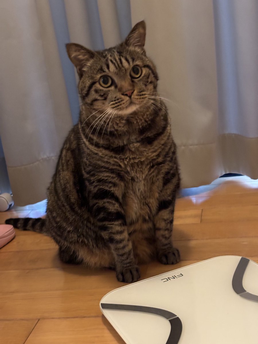 キジトラ虎三郎 (@TH82624015) / Posts / X