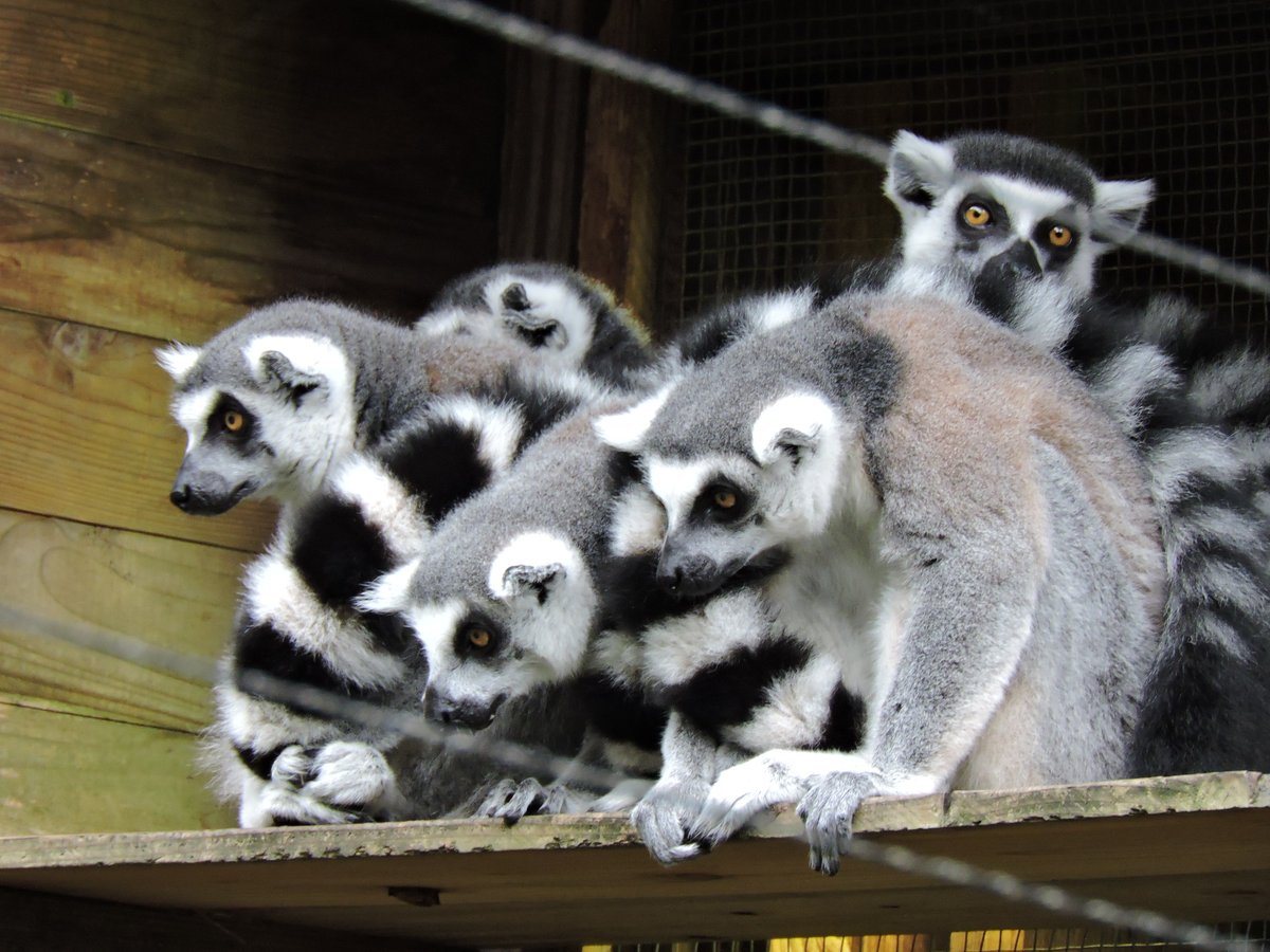 灰色の狐猿 灰色の狐猿 ワオキツネザル（輪尾狐猿） - 哺乳類図鑑 - 動物