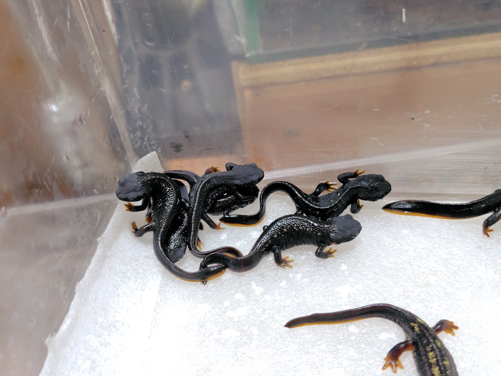 AQUAFORTUNE2007's tweet image. アマミもオキナワもまだまだ可愛い2025CB個体をたくさんご用意しております!
気になるお客様は是非見に来て下さい😊
#アマミシリケンイモリ
#オキナワシリケンイモリ