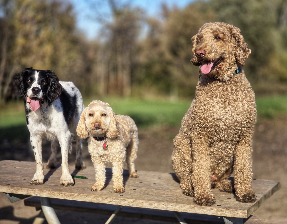 WalkinDogwalk's tweet photo. What a busy week we had with our superb #posingpups !
🥰🐾❤️🐶🐕❤️🐾🥰
#Saturdaysocial #weekendvibes #gooddogs #walkinthedog https://t.co/ehGC5EzWBd
