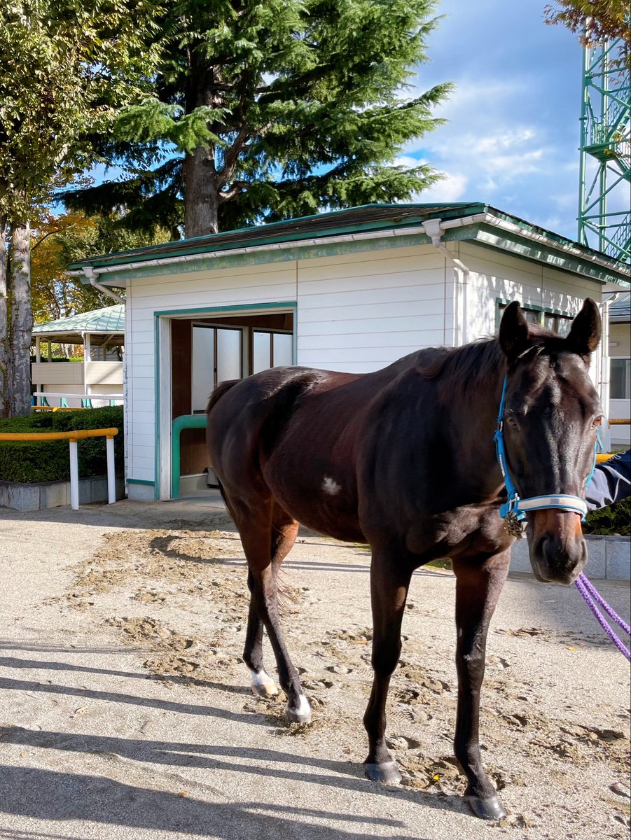 JRA福島競馬場 (@JRAFUKUSHIMA) / Posts / X