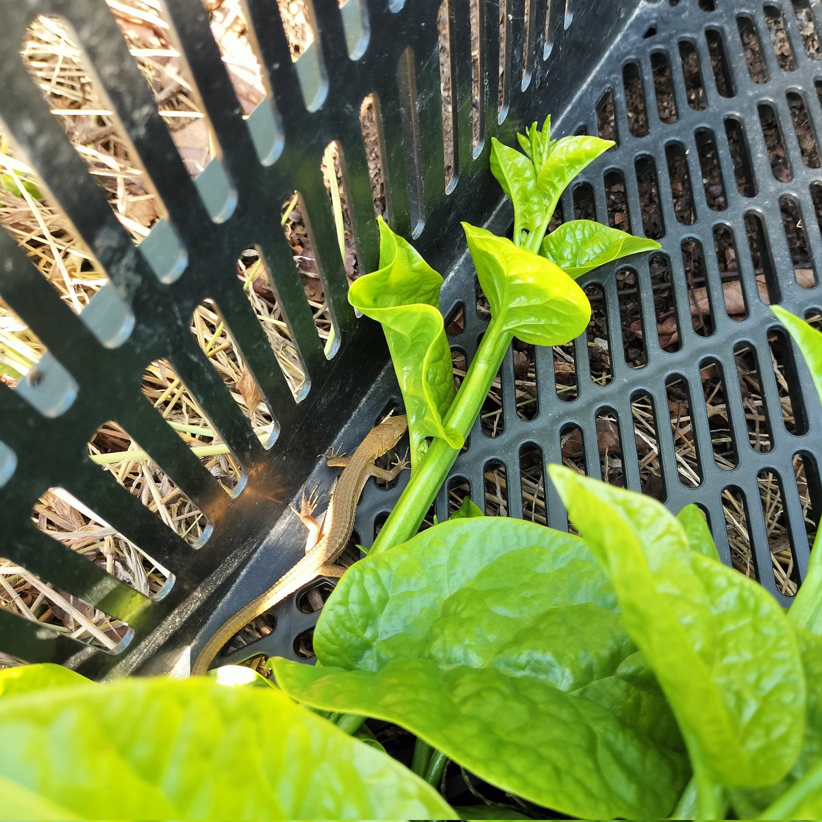 #つるむらさき を収穫してたら
カゴの中に  #ニホンカナヘビ さんが入ってきてました😊