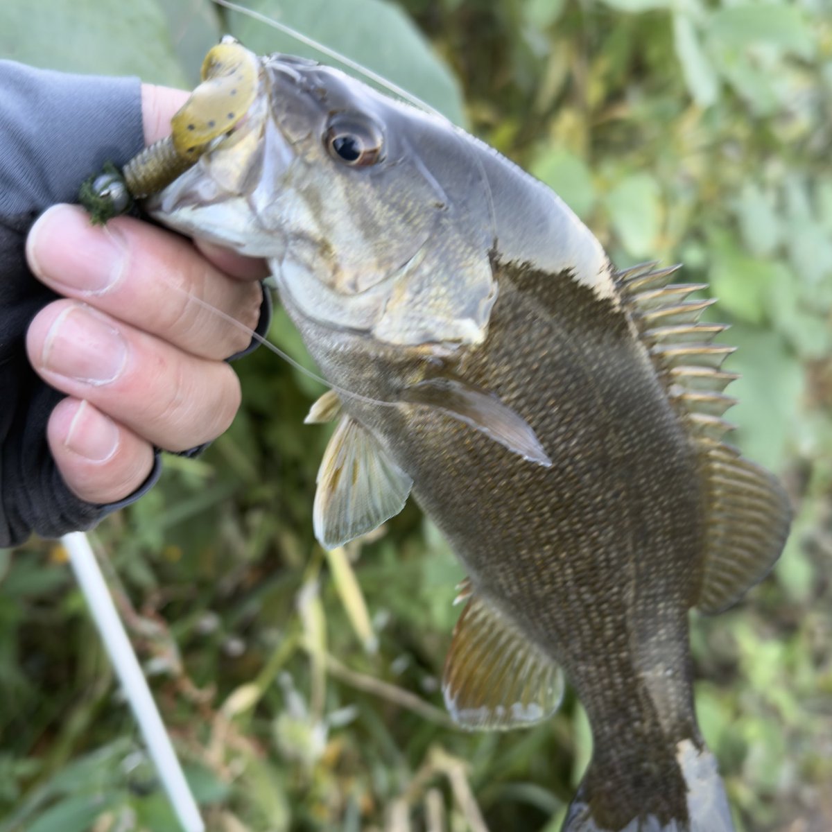 夕まずめ15分の子バス乱舞。タイミングもポイントも、だいぶ限定的になってきたような気がする。